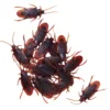 Kravlende kakerlakker til Halloween, 18 stk. L: 4,5 cm B: 2 cm